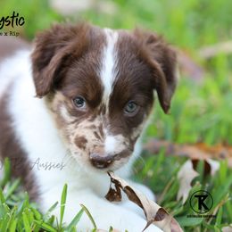 Australian Shepherd, Miniature American Shepherd, Miniature Australian Shepherd, and Toy Australian Shepherd Puppies from TK Standard, Mini, & Toy Aussies