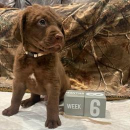 White Dot - Brown male Chesapeake Bay Retriever puppy in Wisconsin Dells, Wisconsin from Kilbourn Chesapeakes