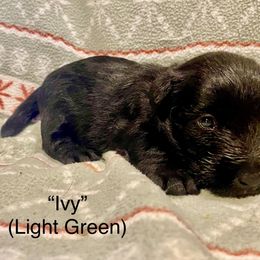 Ivy (Light Green) - Black female Scottish Terrier puppy in Jefferson, North Carolina from McGuire’s High Country Terriers