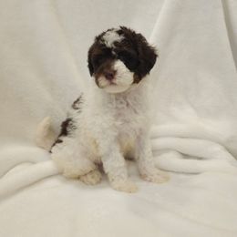Noel - Parti female Poodle puppy in Puyallup, Washington from Pure Parti Poodles