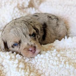 Justine - Chocolate merle female Bernedoodle puppy in Sparta, Missouri from Sis' Doodles & Poodles