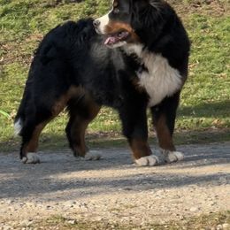 Wanda - Bernese Mountain Dog