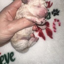 Louis - Apricot male Maltipoo puppy in Apple Valley, California from Boujeepups