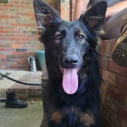German Shepherd puppies from Nebraska K9