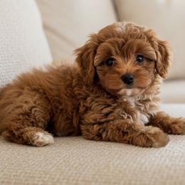 Andi - Female - Red female Cavapoo puppy in Gilbert, Arizona from Azteddybeardoodles