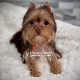 Orange Collar - Chocolate and tan male Yorkshire Terrier puppy in Madera, California from Precious Yorkies