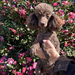 Black Gold Desire - Brown female Poodle puppy in Leesville, Louisiana from BlackGoldToyPoodles