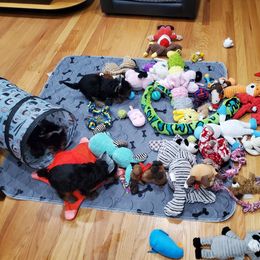 Yorkshire Terrier Puppies from Yorkie Puppies Redwood Ranch Chicago