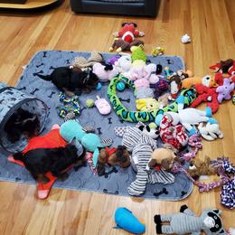 Yorkshire Terrier Puppies from Yorkie Puppies Redwood Ranch Chicago