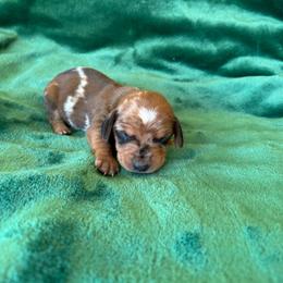 Moo - Dapple male Dachshund puppy in Opelika, Alabama from Dachshund Darlins