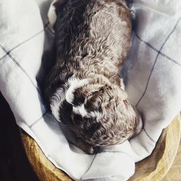 Kal - Parti male Poodle puppy in Mars Hill, North Carolina from Hunter Farm