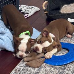M. Red Female - Red female Boston Terrier puppy in Mc Donough, Georgia from Ballard Boston Terriers