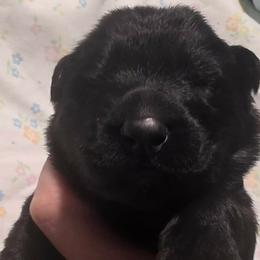 Red colar - Black female German Shepherd puppy in Oscoda, Michigan from Sstar