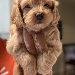 Cavapoo and Cockapoo Puppies from Benji’s Cockapoos