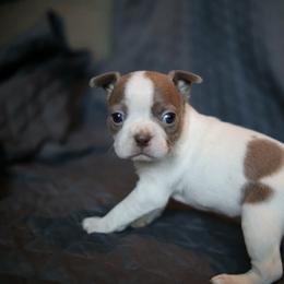 Lilac and white splash - Lilac female Boston Terrier puppy in Seguin, Texas from Campos Farms