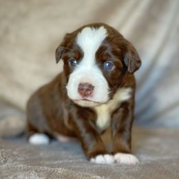 Ruby - Red tri female Miniature Australian Shepherd puppy in Wesley Chapel, Florida from August Oaks Aussies