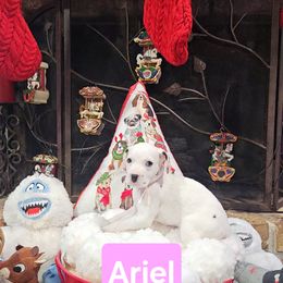 Ariel - White and black female Dalmatian puppy in Katy, Texas from Lone Star Dalmatians