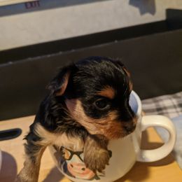 Yorkshire Terrier Puppies from Blue Belle Baby Yorkies