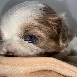 Parti Boy - Lilac male Shih Tzu puppy in Albany, New York from Precious Shihpoo’s and Luxurious Shih Tzu’s