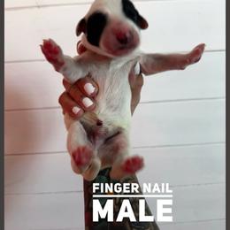 Finger Nail - White and black male Dalmatian puppy in Stanchfield, Minnesota from Darling Dalmatians