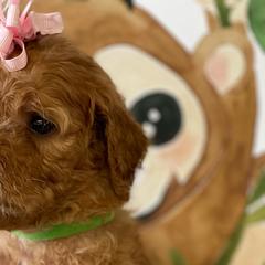 Goldendoodles and Poodles from Destiny’s Kennel