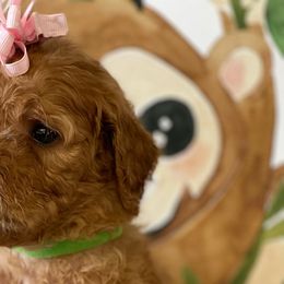 Goldendoodles and Poodles from Destiny’s Kennel