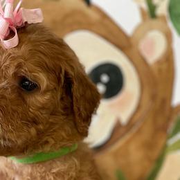 Goldendoodles and Poodles from Destiny’s Kennel