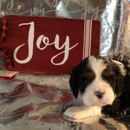 Cavalier King Charles Spaniel All Grown Up from Cutie Pie Cavaliers