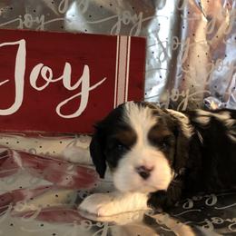 Cavalier King Charles Spaniel All Grown Up from Cutie Pie Cavaliers