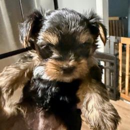 Cadbury - Black and tan male Yorkshire Terrier puppy in Winder, Georgia from Empire Yorkies