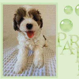 Parker - Merle male Cavapoo puppy in Oak Island, North Carolina from Double Doodle Cavapoos