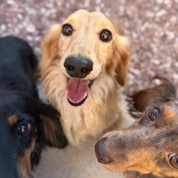 Buck | 50% Grendox Lines - Dachshund