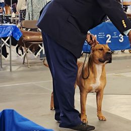 American Staffordshire Terrier All Grown Up from Woodshire AST Kennel