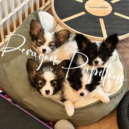 Papillon puppies from Deragon Papillons