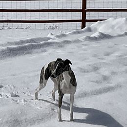 Sam - Whippet