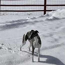 Sam - Whippet