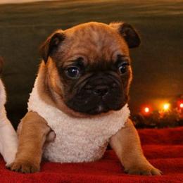 Boy 2 - Fawn male French Bulldog puppy in North Platte, Nebraska from Honey Hole Frenchies