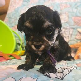 Daizie - Phantom female Poodle puppy in Wittmann, Arizona from Marlees Puppies 1