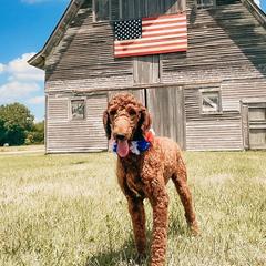 Goldendoodles from Blue River Doodles