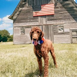 Goldendoodles from Blue River Doodles