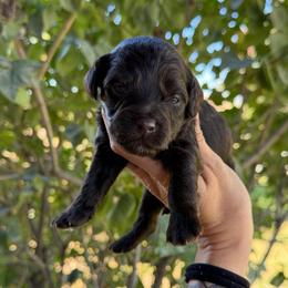 Walker - Chocolate male Goldendoodle puppy in Horseshoe Bend, Idaho from Over the Moon Poodles and Doodles
