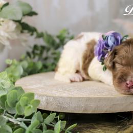 Bernedoodle and Goldendoodle Puppies from Adirondack Poodles Goldendoodles,Bernedoodles & Schnoodles