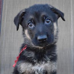 Red Boy - Black and tan male German Shepherd puppy in Grants Pass, Oregon from Granville German Shepherds