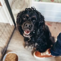 Ellie  - Cocker Spaniel