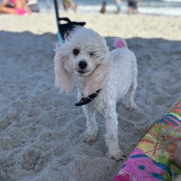 Harley - Poodle