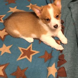Pembroke Welsh Corgi Puppies from Walkabout's Pembroke Corgi's