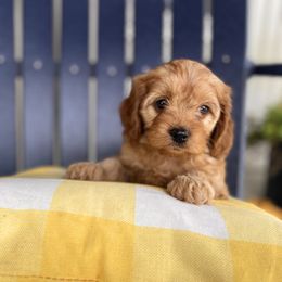 Cavapoo Puppies from Wednesday & Co
