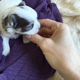 Selah - Blue and white female Chihuahua puppy in Laurel, Mississippi from Home of Tiny Chihuahuas