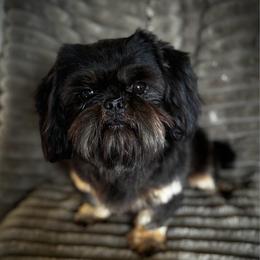 Patriot - Black and tan male Shih Tzu puppy in Clinton, Tennessee from Southland’s Shih Tzus