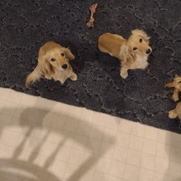 Dachshund Puppies from Leroux Creek Cream Dachshunds